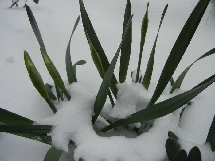 Daffodils in the Snow (2013, Mar.26) - 03 Garden in March