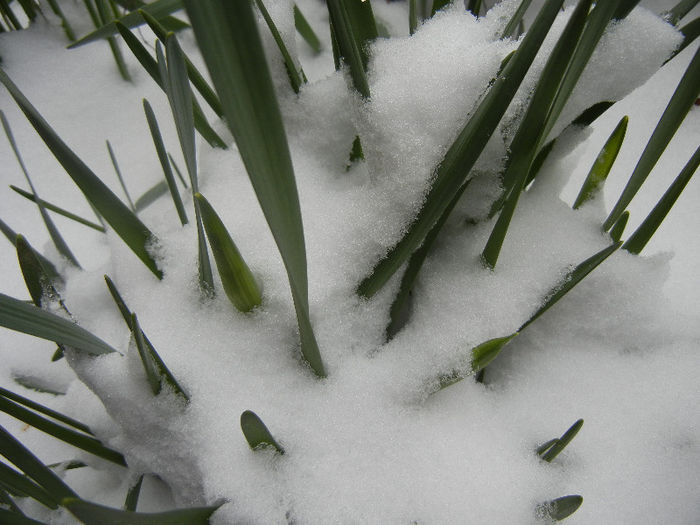 Daffodils in the Snow (2013, Mar.26) - 03 Garden in March