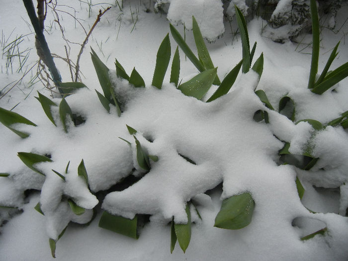 Tulips in the Snow (2013, March 26) Tulips in the Snow (2013, March 26)