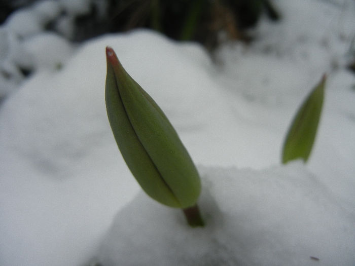 Tulips in the Snow (2013, March 26) - 03 Garden in March