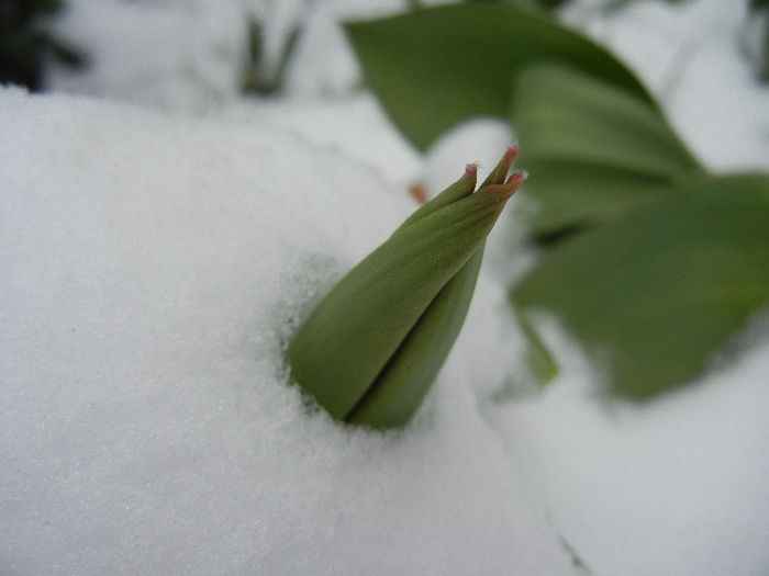 Tulips in the Snow (2013, March 26) - 03 Garden in March
