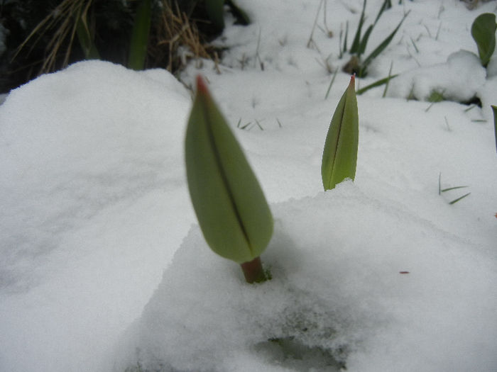 Tulips in the Snow (2013, March 26) - 03 Garden in March