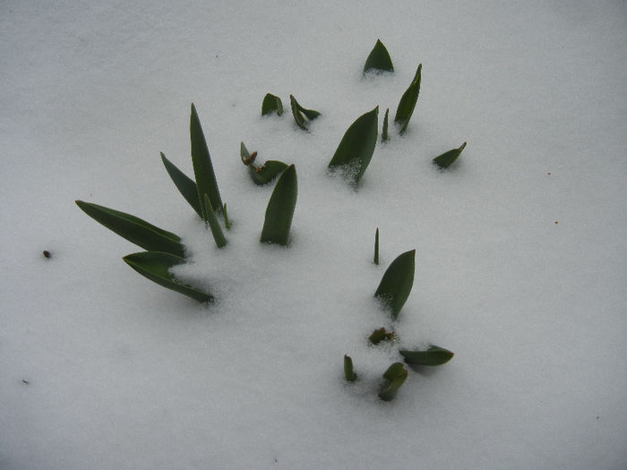 Tulips in the Snow (2013, March 26) - 03 Garden in March