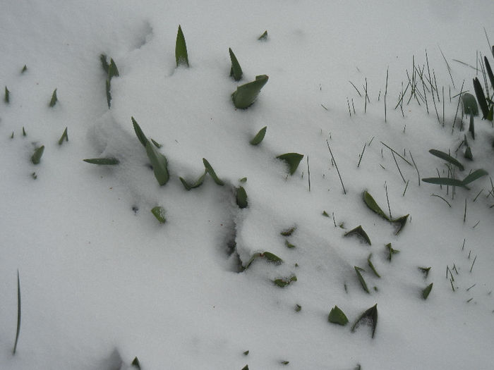Tulips in the Snow (2013, March 26) - 03 Garden in March