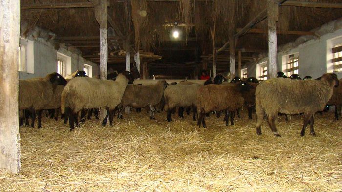 DSC09096 - OI Tigaie Cap Negru