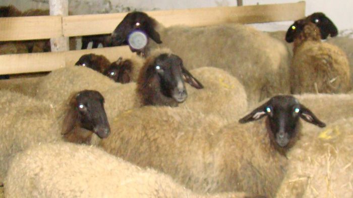 DSC09076 - OI Tigaie Cap Negru