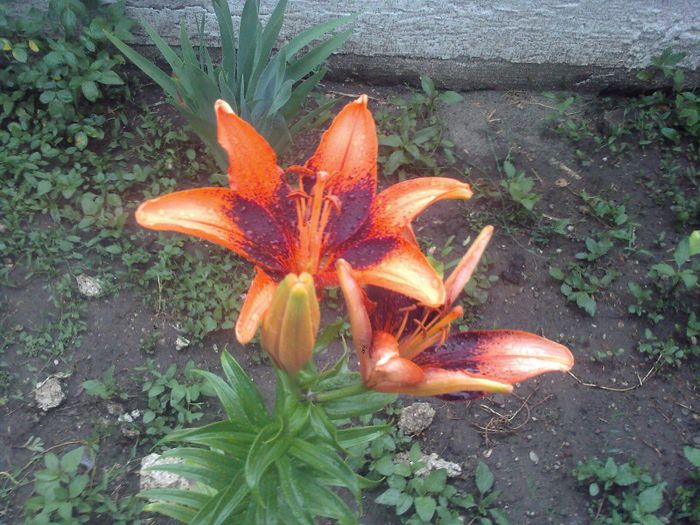 Fotografii-0147 - CRINI