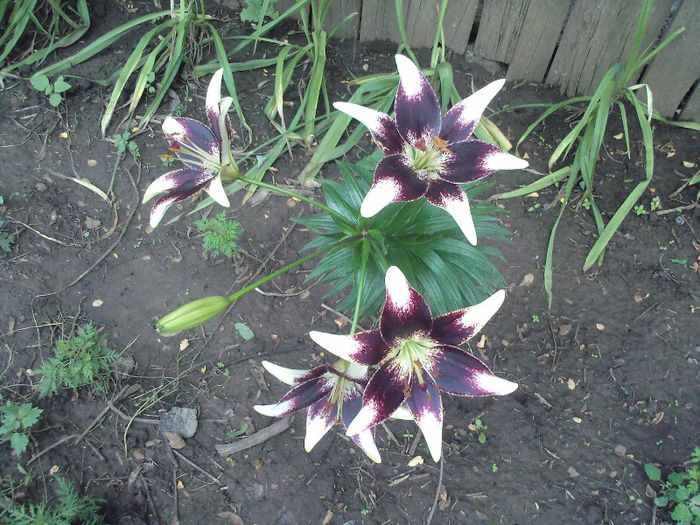 Fotografii-0172 - CRINI