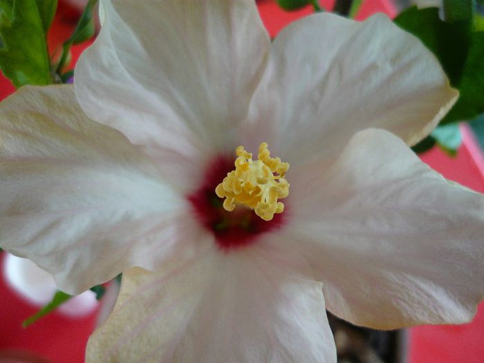 Picture 1077 - x 2013 Hibiscus rosa sinesis