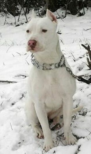 2013-03-26 14.07.48-1 - pit-bull kira