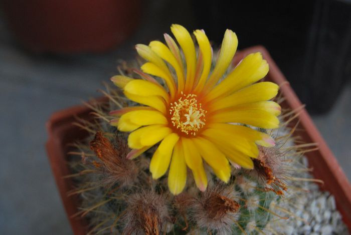 Parodia microsperma