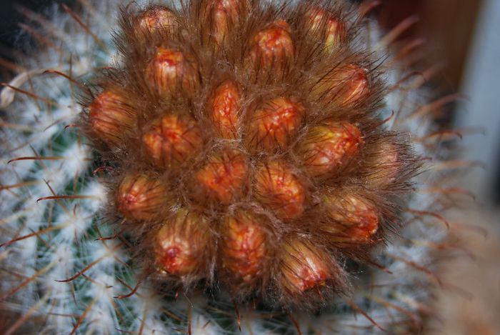 Parodia mutabilis