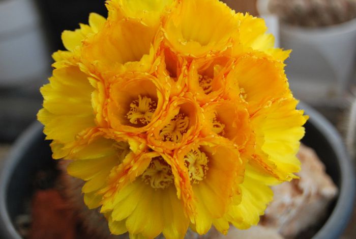 Parodia mutabilis - Parodia