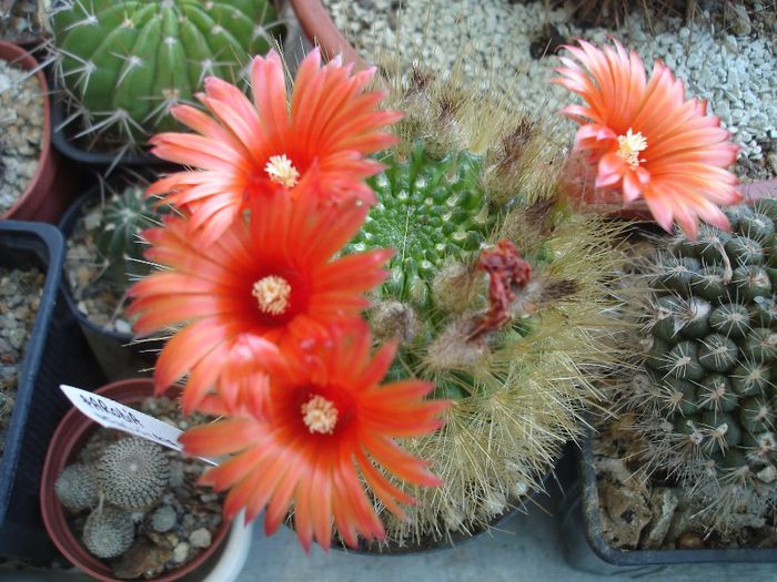 Parodia penicilata