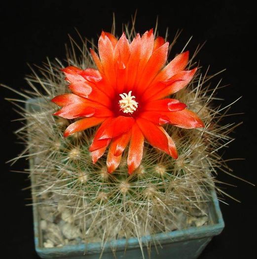 Parodia penicilata - Parodia