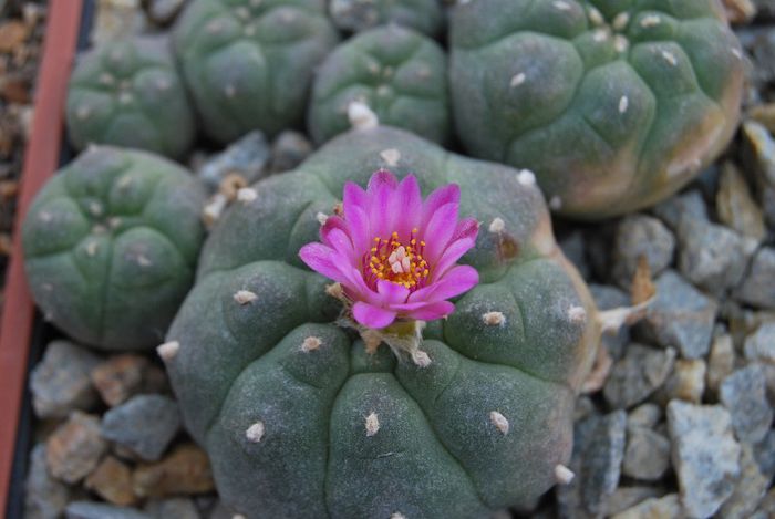 DSC_1167 - Lophophora