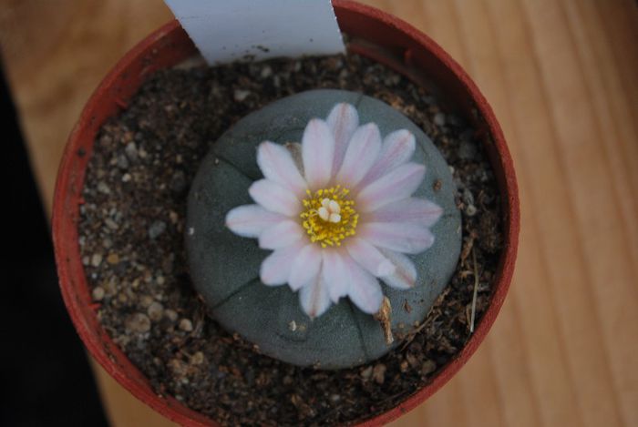 DSC_1185 - Lophophora