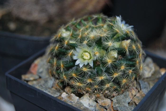 DSC_0004 - Mammillaria