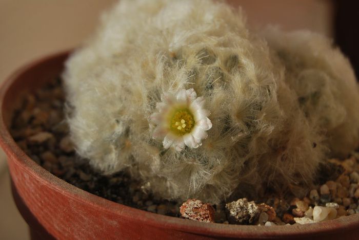 Mammillaria plumosa - Mammillaria