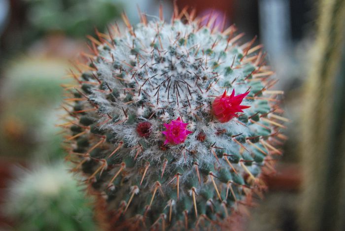 DSC_1147 - Mammillaria