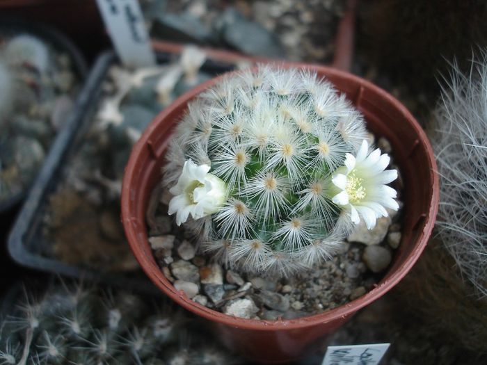 DSC09669 - Mammillaria