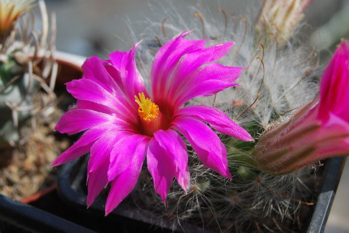 Krainzia guelzowiana - Mammillaria