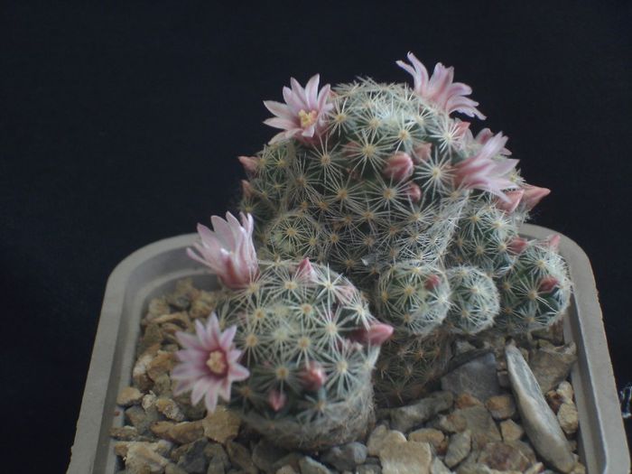 Mammillaria schedeana var.giselle(3)