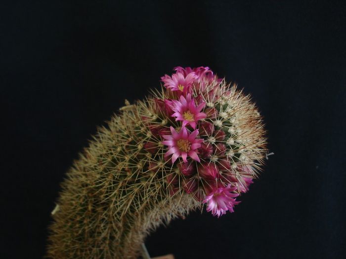 Mammillaria spinossisima (8)