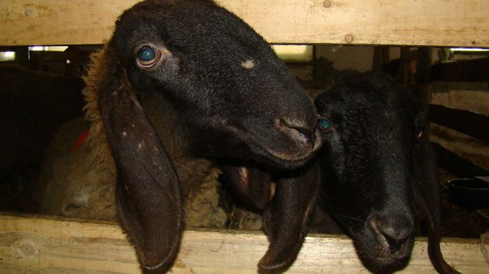 mioare sarbesti rasa pura