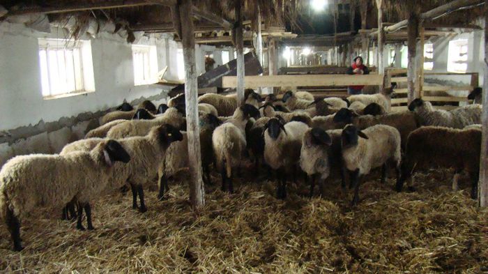 DSC09099 - OI Tigaie Cap Negru