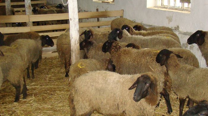 DSC09252 - OI Tigaie Cap Negru