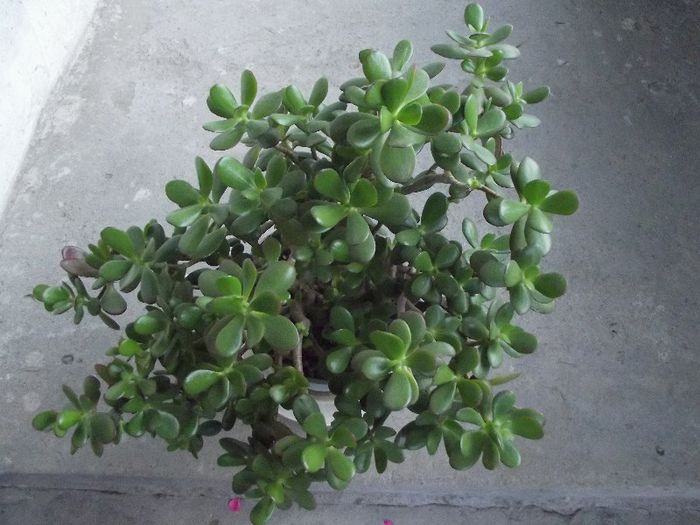crassula ovata - Cactusi si suculente