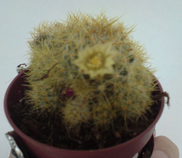 DSC00241; 20 ian 2013
