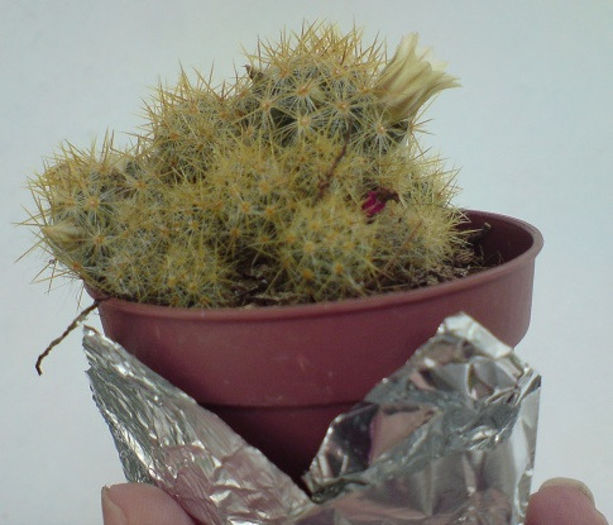 DSC00243; 20 ian 2013
