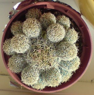 DSC00244 - cactusi