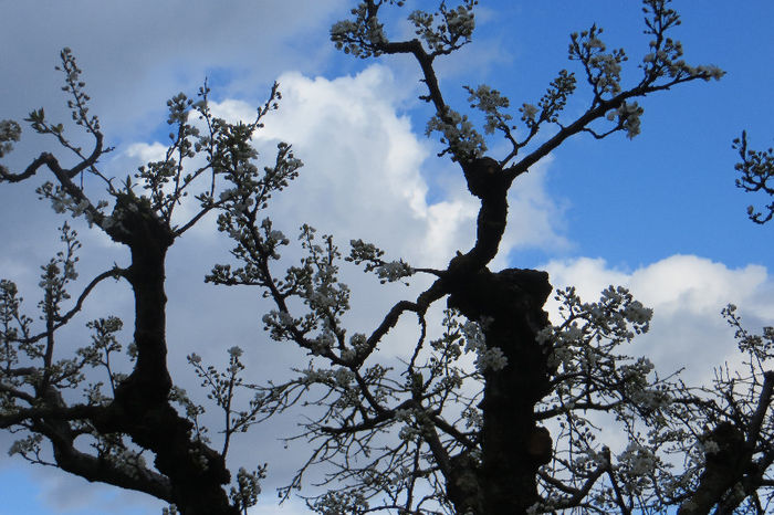 IMG_0063 - NATURA DIN NOU LA VIATA