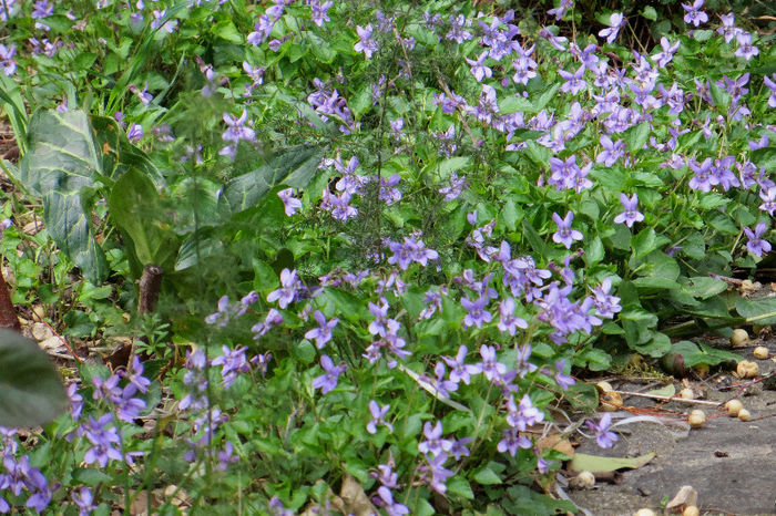 IMG_0050 - NATURA DIN NOU LA VIATA