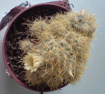 DSC00277 - cactusi