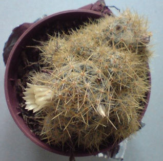 DSC00279 - cactusi