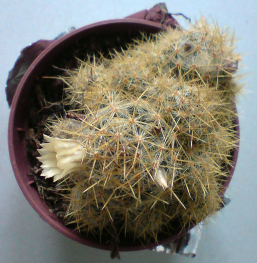 DSC00279- - cactusi