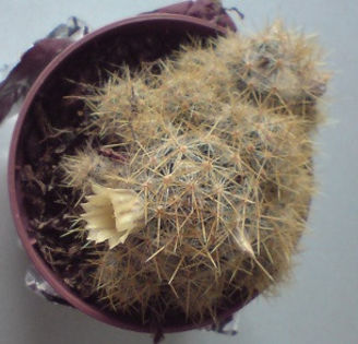 DSC00280 - cactusi