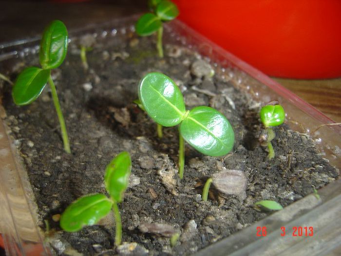din seminte - 0- STEPHANOTIS