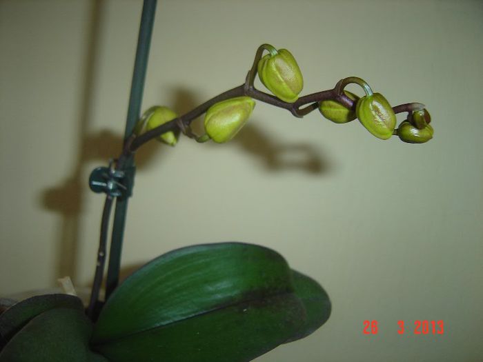 Andrutica!