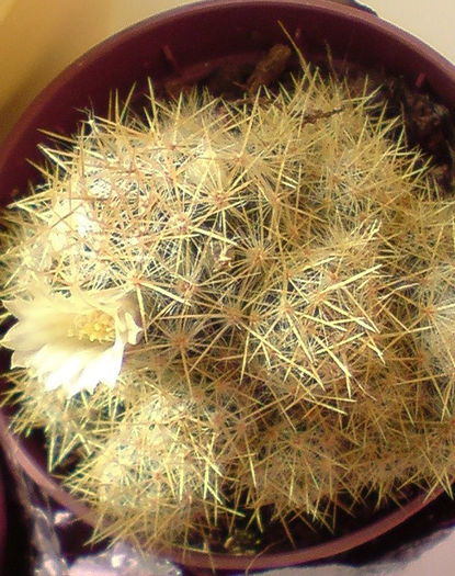 DSC00386 - cactusi