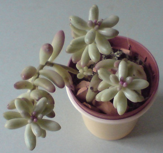 Pachyphytum oviferum; 6 feb 2013
