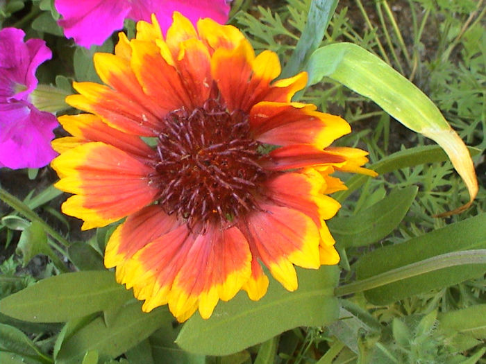 Gaillardia Aristata