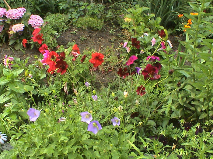 Cosmos Atrosanguineus
