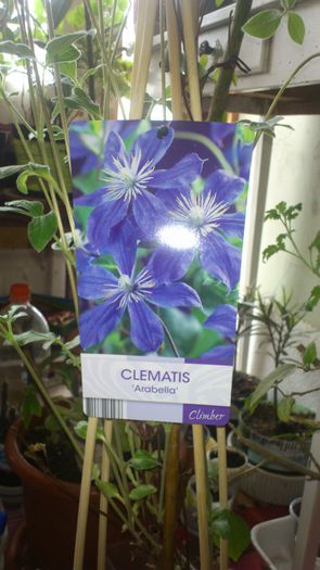 Arabella_ din Dedeman - achizitii clematis 2013