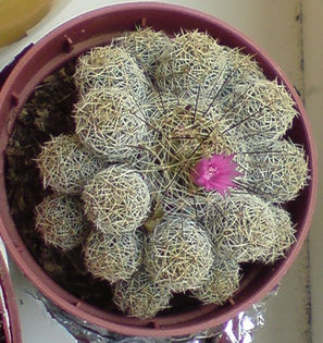 DSC00440 - cactusi