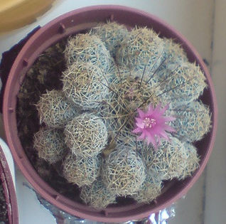 DSC00452 - cactusi